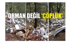 Orman Değil ‘Çöplük’