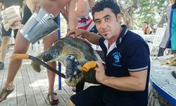 Marmaris'te yüzgecine misina dolanan caretta caretta kurtarıldı