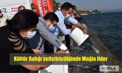 Kültür Balığı yetiştiriciliğinde Muğla lider