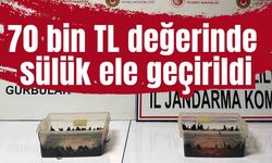 70 bin TL değerinde sülük ele geçirildi