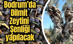 Bodrum’da Dilmit Zeytini Şenliği yapılacak