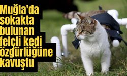 Muğla'da sokakta bulunan felçli kedi özgürlüğüne kavuştu