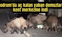 Bodrum'da aç kalan yaban domuzları kent merkezine indi