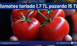 Domates tarlada 1,7 TL pazarda 15 TL