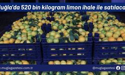 Muğla'da 520 bin kilogram limon ihale ile satılacak