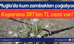 Muğla'da korunan kum zambakları çoğalıyor: Koparana 387 bin TL ceza var!