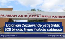 Dalaman Cezaevi’nde yetiştirildi: 520 bin kilo limon ihale ile satılacak