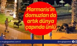 Marmaris’in domuzları da artık dünya çapında ünlü