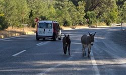 Muğla'da başıboş eşekler yolları mesken tuttu