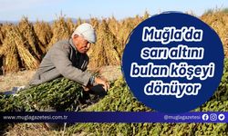 Muğla’da sarı altını bulan köşeyi dönüyor