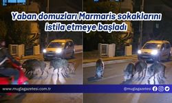 Yaban domuzları Marmaris sokaklarını istila etmeye başladı