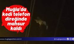 Muğla'da kedi telefon direğinde mahsur kaldı