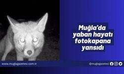 Muğla'da yaban hayatı fotokapana yansıdı