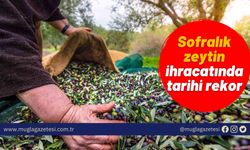 Sofralık zeytin ihracatında tarihi rekor