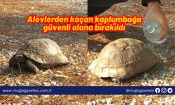 Alevlerden kaçan kaplumbağa güvenli alana bırakıldı