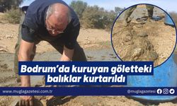 Bodrum’da kuruyan göletteki balıklar kurtarıldı