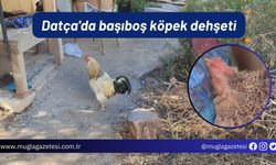 Datça'da başıboş köpek dehşeti