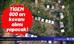 TİGEM 800 arı kovanı alımı yapacak!