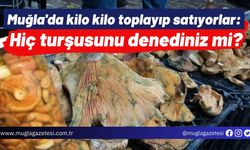 Muğla'da kilo kilo toplayıp satıyorlar: Hiç turşusunu denediniz mi?