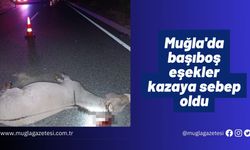 Muğla'da başıboş eşekler kazaya sebep oldu