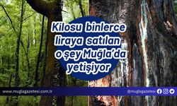 Kilosu binlerce liraya satılan o şey Muğla’da yetişiyor