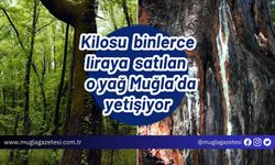 Kilosu binlerce liraya satılan o yağ Muğla’da yetişiyor