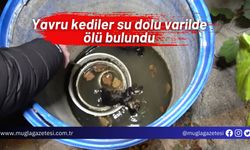 Yavru kediler su dolu varilde ölü bulundu