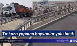 Tır kaza yapınca hayvanlar yolu bastı