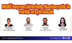 MSKÜ hayvan türlerinde Blastocystis’in varlığı araştırılacak