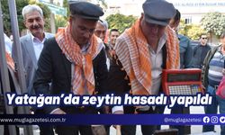 Yatağan’da zeytin hasadı yapıldı