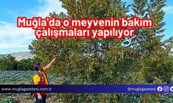 Muğla'da o meyvenin bakım çalışmaları yapılıyor