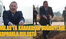 MİLAS'TA KARAKILÇIK BUĞDAYLARI TOPRAKLA BULUŞTU