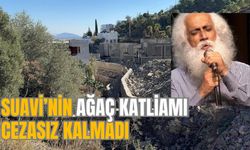 SUAVİ’NİN AĞAÇ KATLİAMI CEZASIZ KALMADI