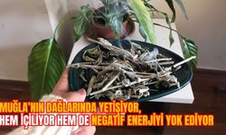 MUĞLA’NIN DAĞLARINDA YETİŞİYOR: HEM İÇİLİYOR HEM DE NEGATİF ENERJİYİ YOK EDİYOR