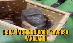 HAVALİMANINDA GORİL YAVRUSU YAKALANDI