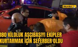 180 KİLOLUK AŞÇIBAŞIYI EKİPLER KURTARMAK İÇİN SEFERBER OLDU