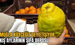 MUĞLA KÖYCEĞİZ'DE YETİŞİYOR: KIŞ AYLARININ ŞİFA DEPOSU