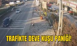 TRAFİKTE DEVE KUŞU PANİĞİ!