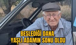 BESLEDİĞİ DANA YAŞLI ADAMIN SONU OLDU