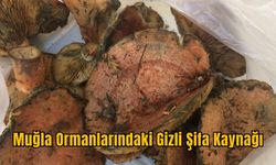 Muğla Ormanlarındaki Gizli Şifa Kaynağı