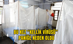 BU KEZ “KELLİK VİRÜSÜ” PANİĞE NEDEN OLDU