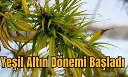 Yeşil Altın Dönemi Başladı