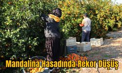 Mandalina Hasadında Rekor Düşüş