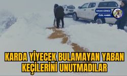 KARDA YİYECEK BULAMAYAN YABAN KEÇİLERİNİ UNUTMADILAR