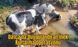 Datça’da Duygulandıran İnek Kurtarma Operasyonu