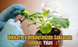 Dikkat! Ev Bitkilerinizde Saklanan Tehlike: Yılan