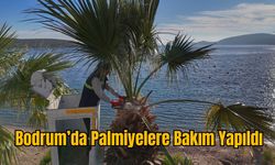 Bodrum’da Palmiyelere Bakım Yapıldı