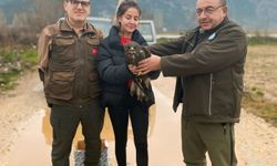 Muğla'da Duyarlı Vatandaşın Dikkati Şahini Kurtardı