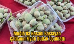 Muğla'da Hasadı Başlayan Çağlanın Fiyatı Dudak Uçuklattı
