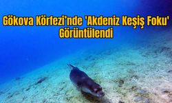 Gökova Körfezi’nde 'Akdeniz Keşiş Foku' Görüntülendi